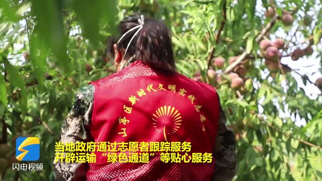 助力冬桃外销,枣庄山亭多措并举做好采摘销售工作