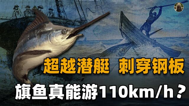 一场跨世纪谣言,旗鱼时速110公里超越核动力潜艇?其实没那么快 