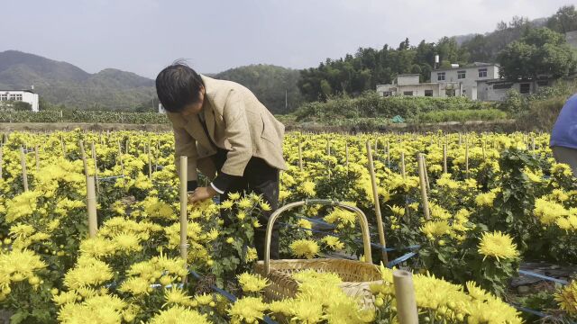 宜秀区大龙山镇:采菊东篱下 悠然见龙山