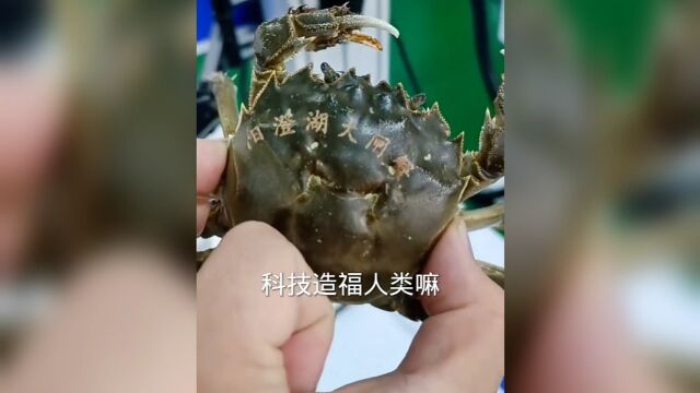 科技造福人类,螃蟹纹了身.