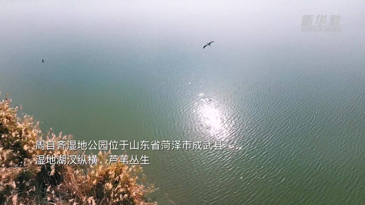 千城胜景|山东成武:飞鸟恋芦苇 芦荡听禽鸣