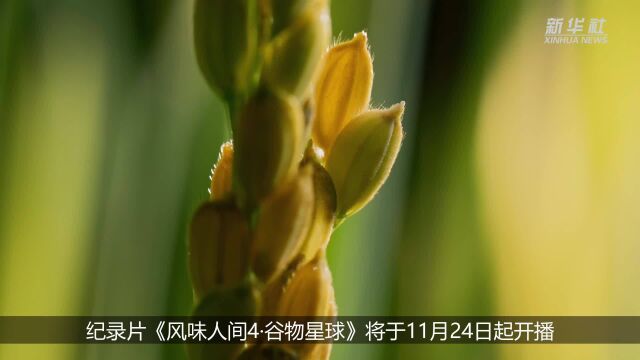 纪录片《风味人间4》:讲述人类与谷物的精彩故事