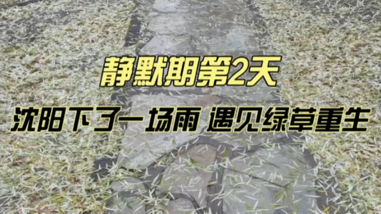 静默期第2天,沈阳下了一场雨,遇见绿草重生