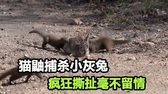 猫鼬捕杀小灰兔,猎物未死它却吃饱了,手段极其残忍!