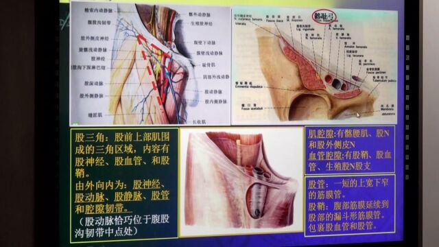 2016北医三院肌骨精品学习班  018  髋关节解剖