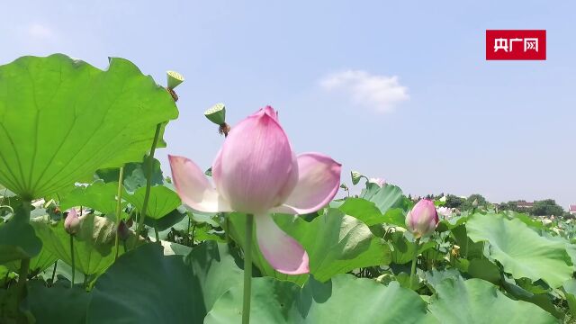 【大美湿地我的家】湖南常德:候鸟天堂,初夏晚秋北去南归