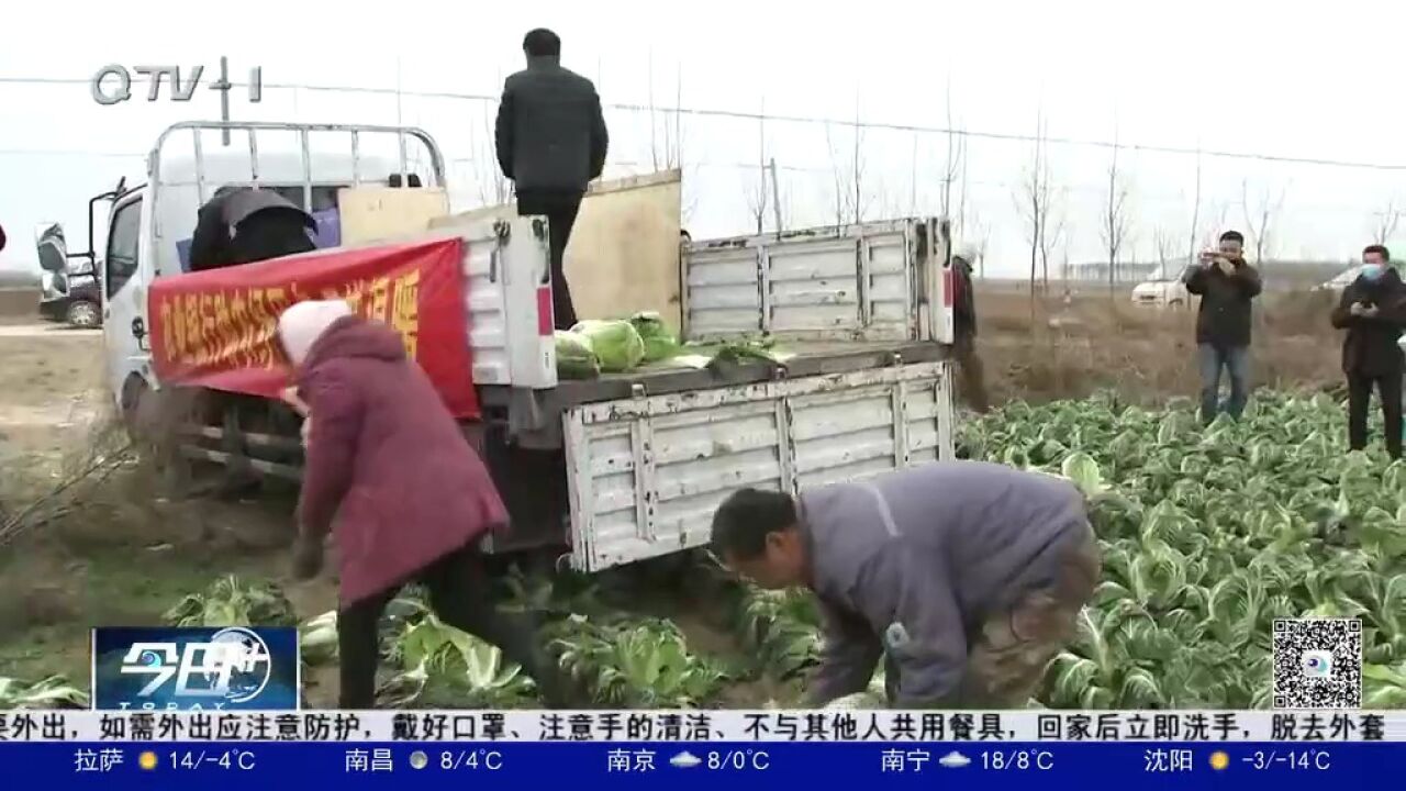 推动产销对接,青岛“爱心助农”累计销售白菜两万吨