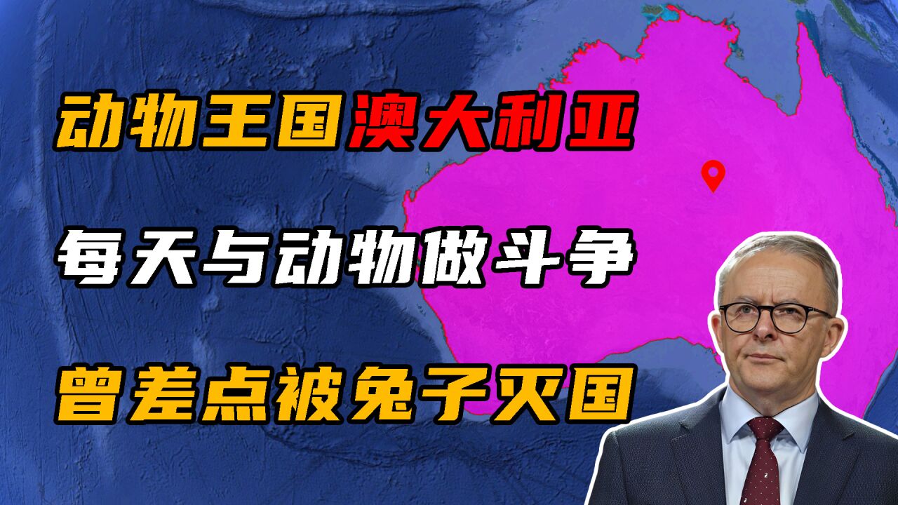 动物王国澳大利亚,每天都在跟动物做斗争,曾经还差点被兔子灭国