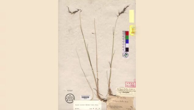 哈密铁检带你了解新疆国家重点保护植物