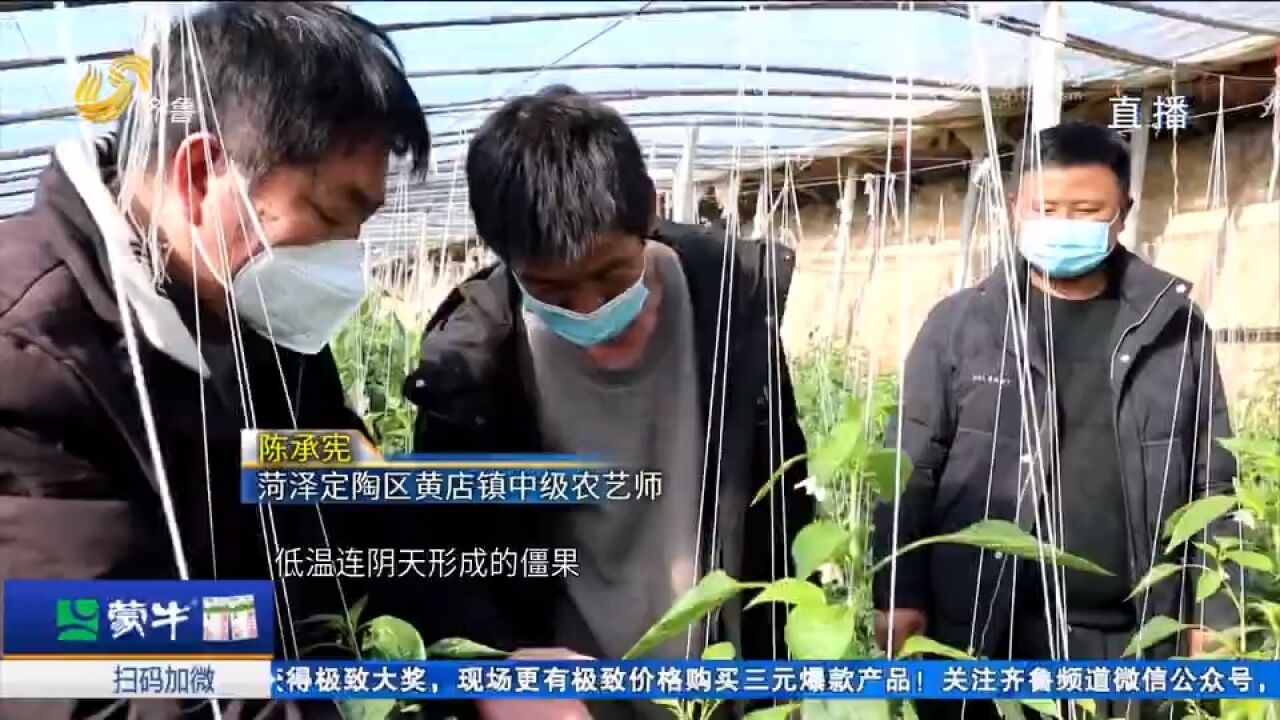 菏泽定陶:农技专家进大棚,指导菜农应对低温天气,护航蔬菜生产