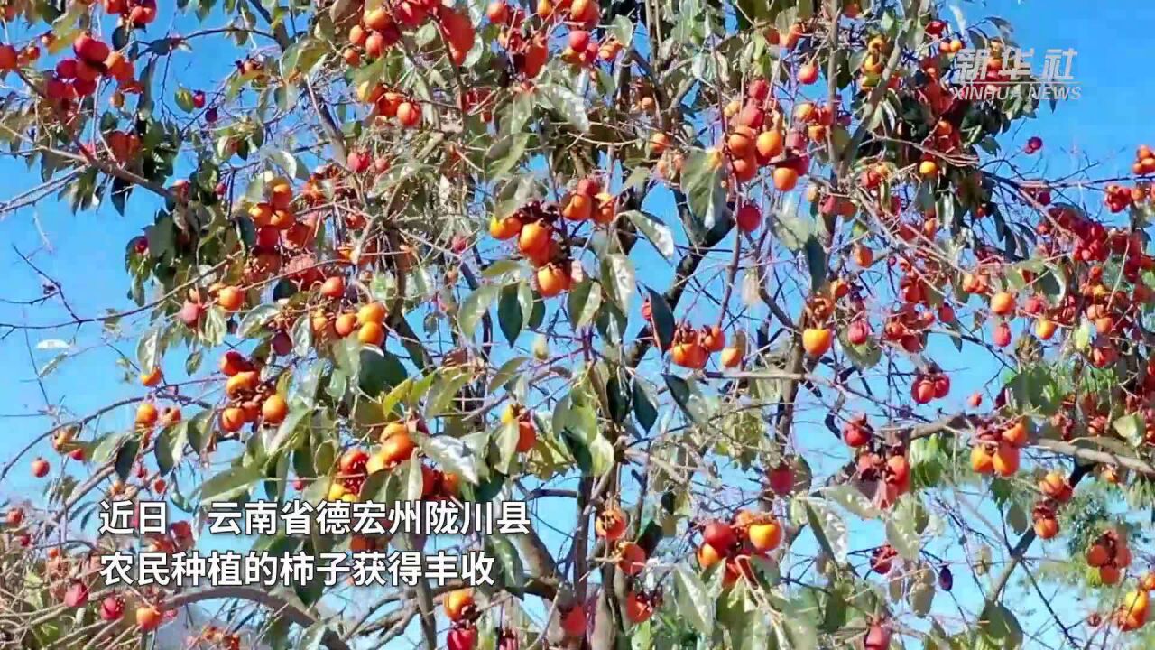 云南陇川:发展柿子产业 助力乡村振兴