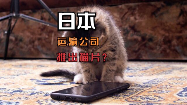 喵星人专供?日本运输公司推出了神奇的猫片