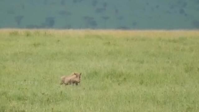 豹桂兰抓了小疣猪!疣老二很着急! #动物搞笑配音