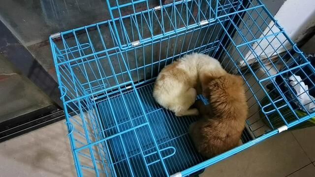 犬瘟热#萌宠 #犬瘟