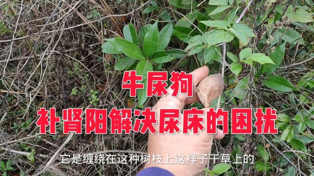 牛尿狗:又称桑螵蛸,补肾锁阳不遗尿不滑精