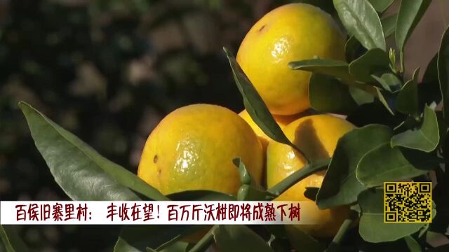 百侯旧寨里村: 丰收在望!百万斤沃柑即将成熟下树