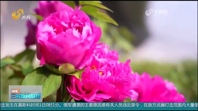 菏泽30万盆催花牡丹上市,销量火爆不愁卖,成花农“致富法宝”