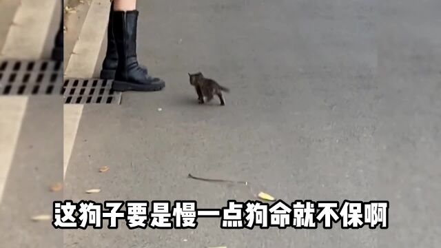 狗为什么会怕猫