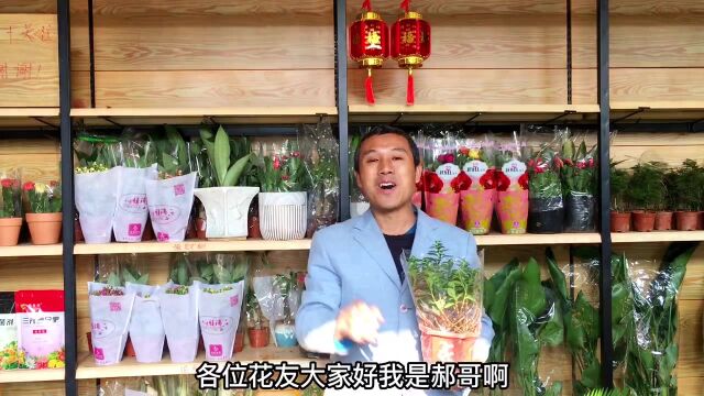 金鱼花如何养年宵花推荐2