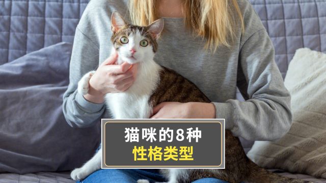 猫咪的8种性格类型,你家猫是哪一种?