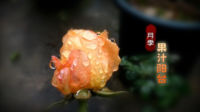 赏一赏雨后的花苞也不错啊