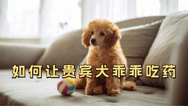 如何让贵宾犬乖乖吃药?教你几个小妙招