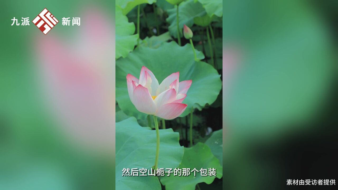 语文老师获得东方摄影大赛一等奖:参加荷花节顺手拍的,P图软件有百万人用过我的修图模板