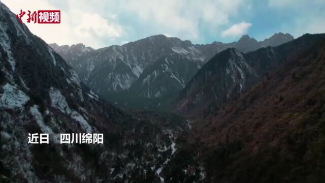 四川平武:玉树琼花漫山开雪山冰瀑入画来