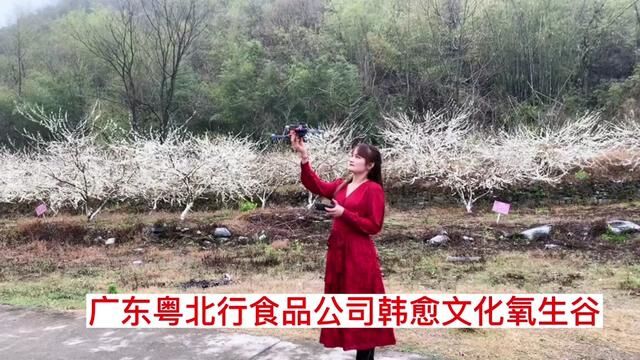 广东粤北行食品有限公司两个女飞手,带货达人用无人机航拍粤北行杜步镇东山村果场基地韩愈文化氧生谷,顺便去靘雾山上香,万事如意!