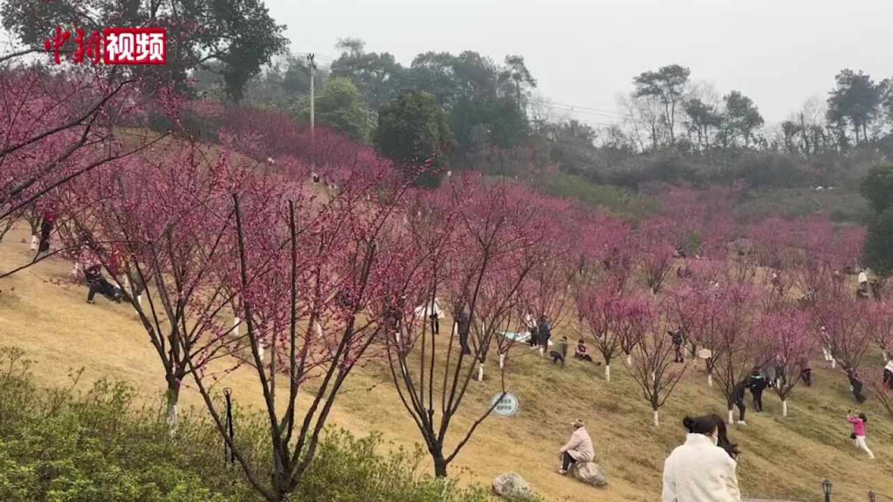 红梅花开迎春来重庆市民早春“寻香”