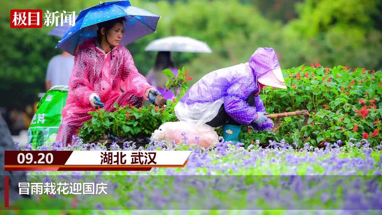 【视频】冒雨栽花迎国庆