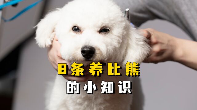 这8条“养比熊小知识”,你知道多少?