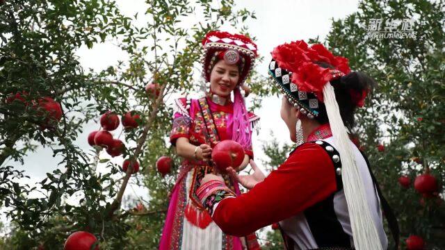 云南弥勒:金秋“吉祥果”石榴喜上市