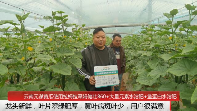 黄瓜种植技术云南黄瓜用翠姆水溶肥,叶片肥厚,黄叶病斑叶少