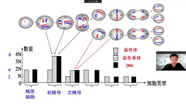 减数分裂(64)以数学模型的形式描述XXXX