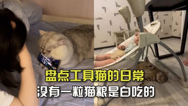 盘点工具猫的日常!没有一粒猫粮是白吃的,喵:这家没我得散