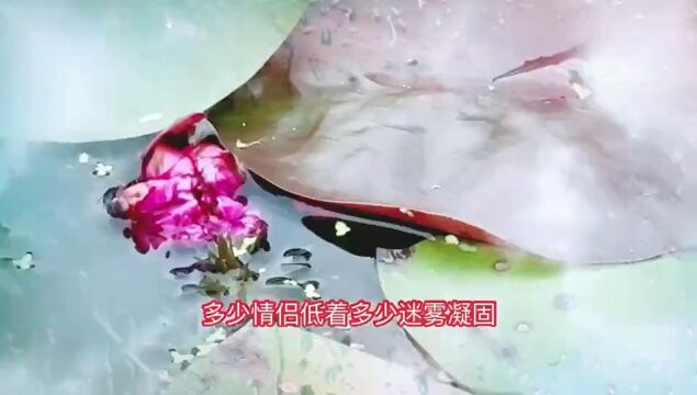 毛建中的《明月颂》以诗歌的形式表达了对中秋节和明月的赞颂之情