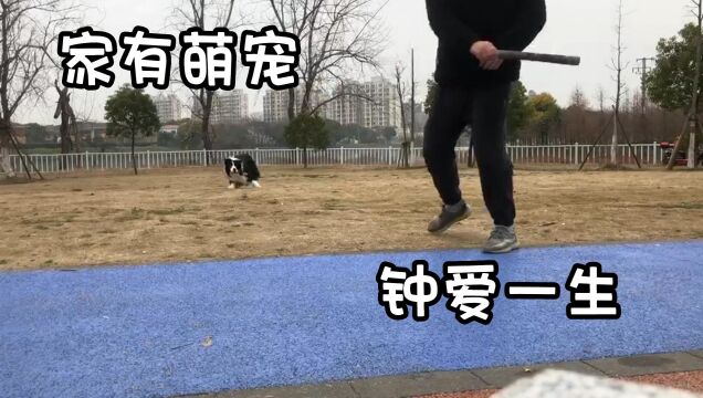 家有萌宠钟爱一生