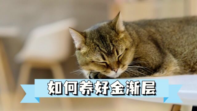 如何养好一只金渐层?以下注意事项只有养猫老手才知道!