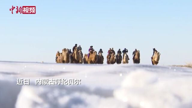 春季赛骆驼看内蒙古草原上的“速度与激情”