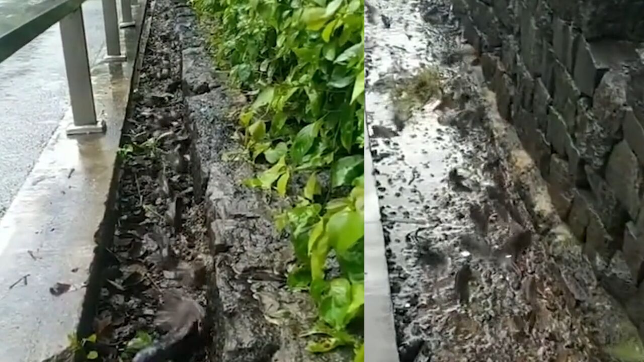 大量鱼在无水沟里“搬家”,排长队向河转移,拍摄者:生命力顽强