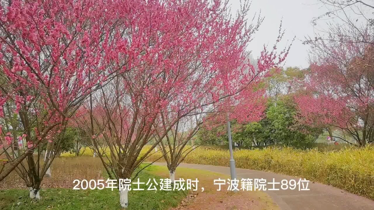 春暖花开,先从梅花和郁金香开始