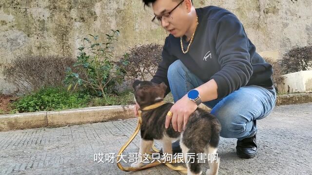 路遇中华猛犬虎斑犬,狗主人回收的价格令人感叹