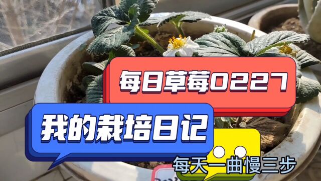 我的栽培日记—每日草莓0227