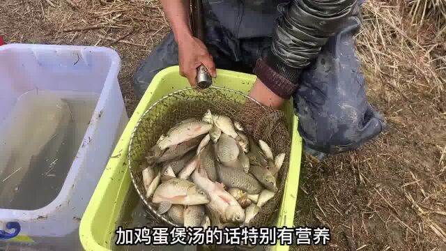 塘主5年未干的山塘,10人合伙200元给他包下来,看看亏了还是赚了