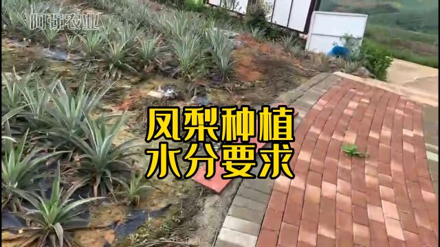 凤梨种植小知识