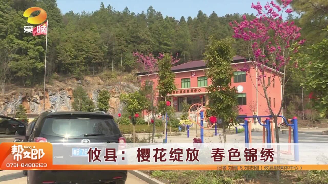 攸县:7500株樱花绽放 春色锦绣