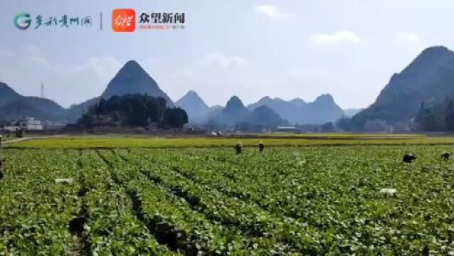 贵州黔西南:山区蔬菜走上粤港澳大湾区餐桌