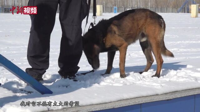 搜爆犬“德尔塔”的逆袭:从“没人要”成长为“功勋犬”