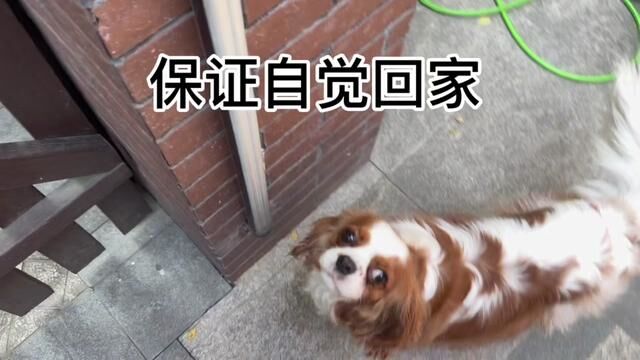 #骑士查理王小猎犬 #捕捉春天的气息 独立尿尿日